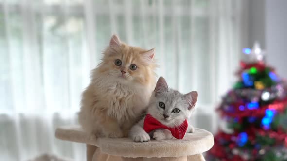 Cute kittens sitting and looking at camera on Christmas Day, slow motion