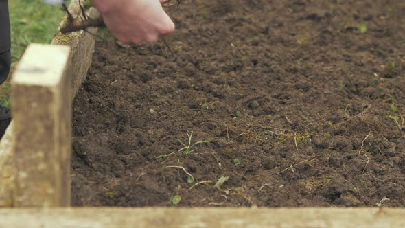 Picking roots and weeds from soil in raised garden bed