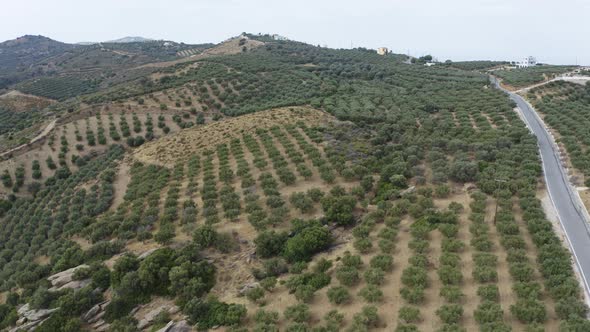 Aerial view of Olive Trees in Crete, Greece. Olives Plantation on the Hill 