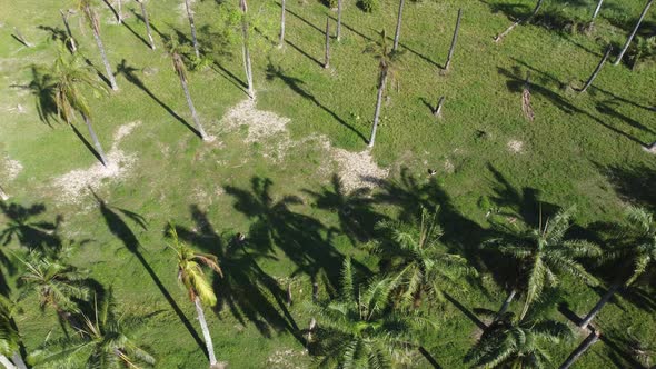 Bird eye coconut palm tree