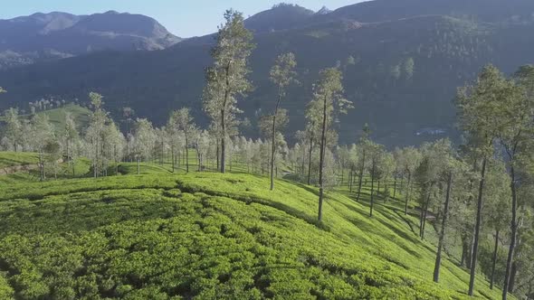 Endless Tropical Highland with Fresh Green Plantations