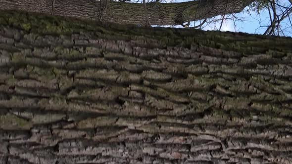 Vertical Video of the Forest with Trees Without Leaves Slow Motion