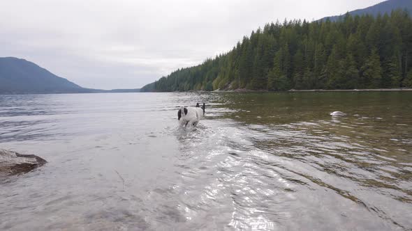 Cute Dogs Boxer and Toy Fox Terrier Playing in Canadian Lake