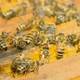 Epic Bees In Hive, Close Up - VideoHive Item for Sale