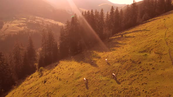 Aerial View of Pasture with Cows