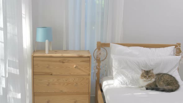 Persian cat laying down on clean and simply bedroom with sunlight.