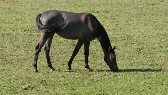 Grazing Horse