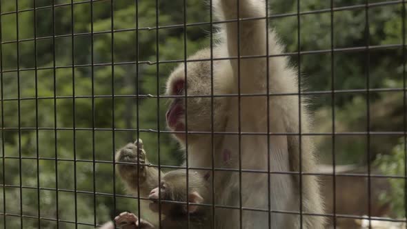 Human hand feeding monkeys