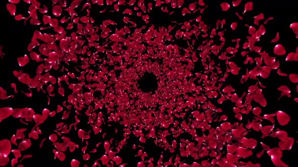 Rose Burst Swirl with Alpha 4K alt