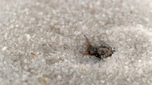 Insect larva Myrmeleon formicarius or common antlion, family Myrmeleontidae