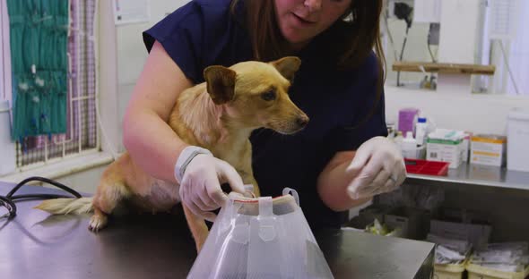 Caucasian woman volunteer nursing a dog