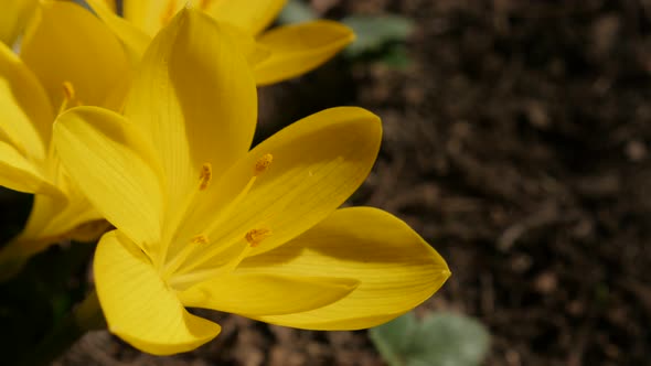 Stigmas and petals of beautiful yellow crocus close-up 4K 2160p 30fps UltraHD footage - Sternbergia 