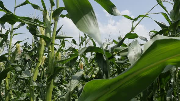 Cultivated  field of organic Zea mays young plants 4K 2160p 30fps UltraHD footage - Farming green co