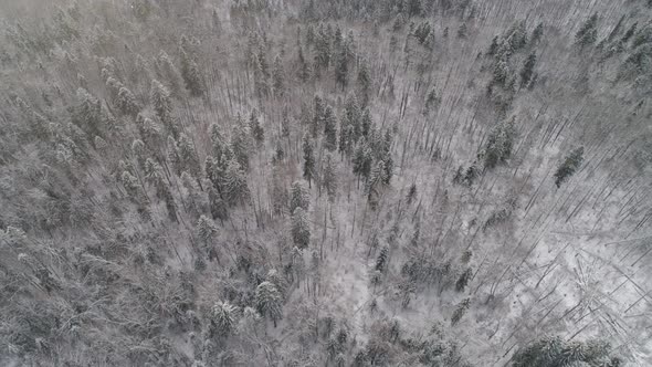 Winter Landscape with Forest