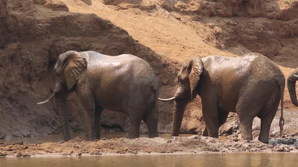 African Elephants Spraying Mud - Kruger National Park