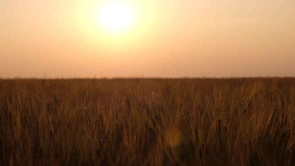 Wheat Fields