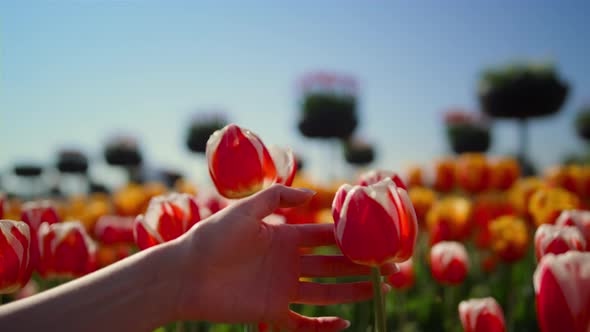 Closeup Woman Hand Touching Red Tulip