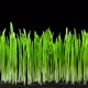 Grass and Oat Growing Time Lapse - VideoHive Item for Sale