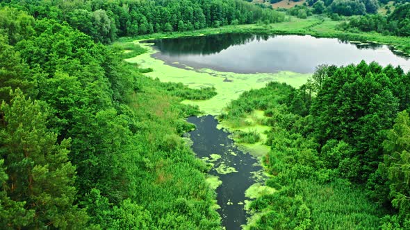 Green algae on lake and river. Aerial view of nature