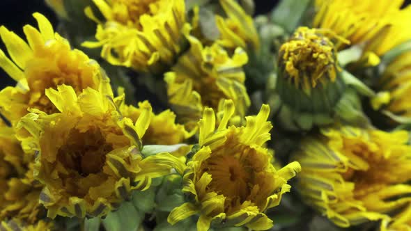 Dandelion Flowers Opening Time Lapse