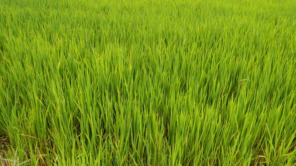 Rice Field_05