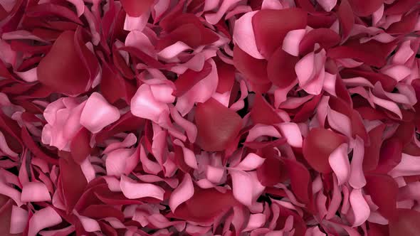 Rose Petals Transition 05