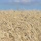 Golden wheat - VideoHive Item for Sale