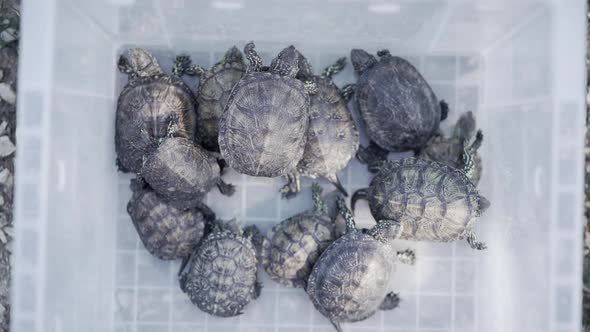 Wild turtles in plastic box