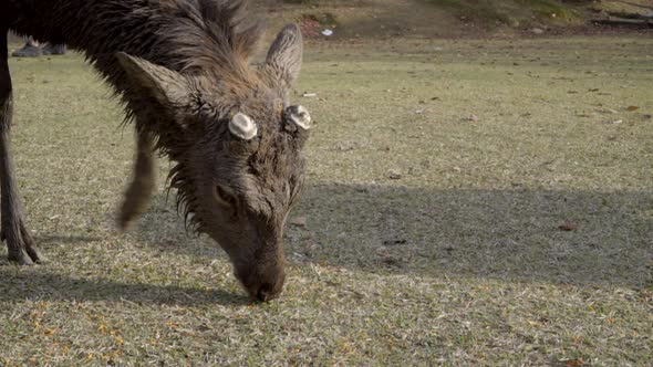 Male Japanese Sika deer or buck grazing in Nara park, medium shot