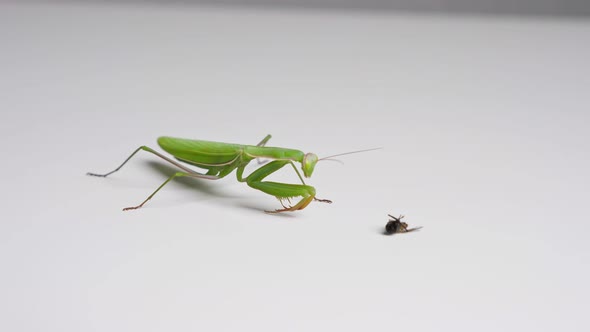 Green Mantis Catching Prey in the Form of a Fly on a White Background