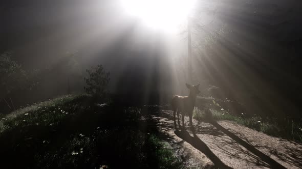 Deer Female in Forest in Fog