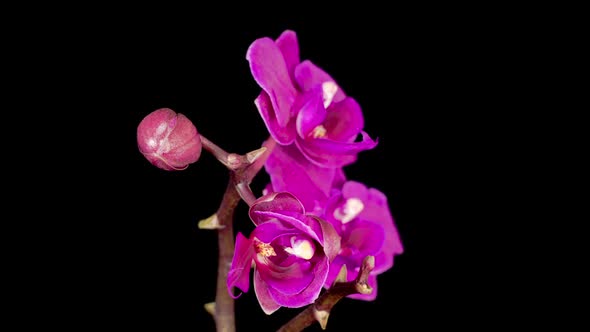 Blooming Purple Orchid Phalaenopsis Flower