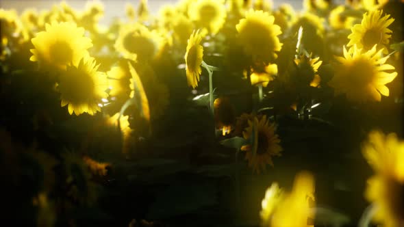 Sunflowers Blooming in Late Summer alt