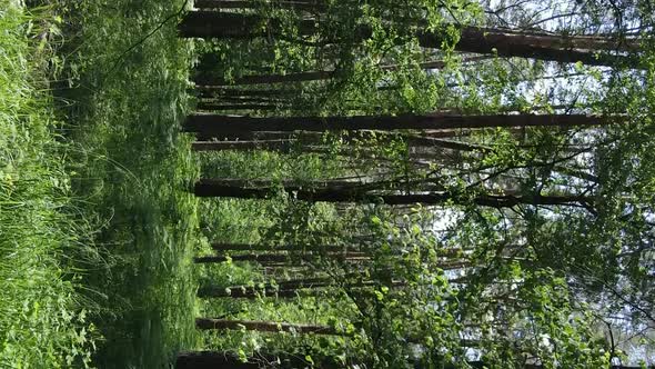 Vertical Video of Forest Landscape in Summer Slow Motion