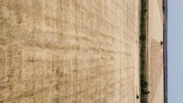 Vertical orientation video: Wheat field top view. Ears of wheat on the field