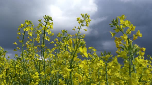 Video of rapeseed field in rainy day