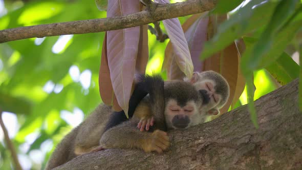 Two cute squirrel monkeys cuddling and sleeping together in a tree