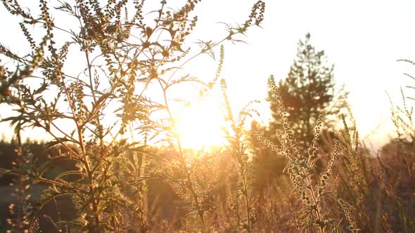 Sunset In The Forest