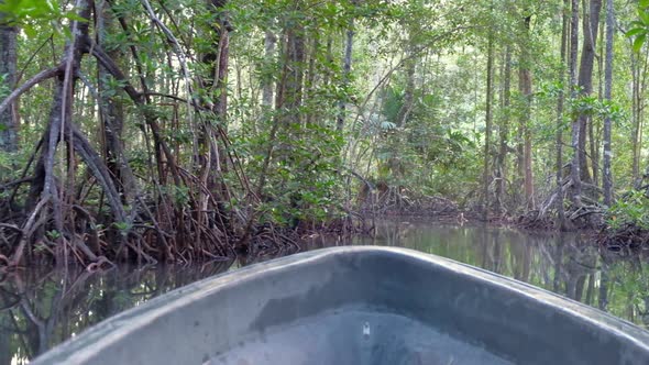 A small boating through a narrow channel of mangroves and trees in the Solomon Islands