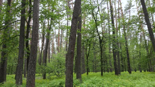 Summer Forest with Pine Trees Slow Motion