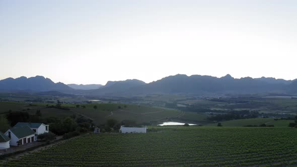 Drone aerial over luscious green grape vineyards and vines sunrise, with farmhouse, blue mountains a