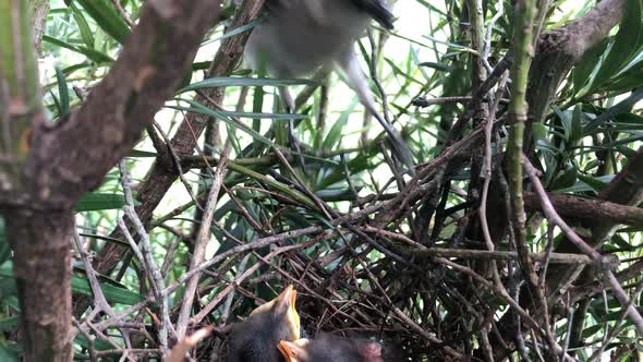 Newborn Bird Hatchlings In A Nest Open Their Mouths As Mother Chalk-browed Mockingbird Arrives With