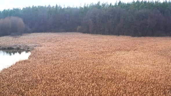 Forest And Reeds