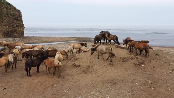 Wild Horses Graze In The Wild 005