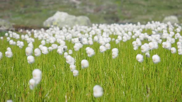 Cottongrasses in the wind in the nature of Norway