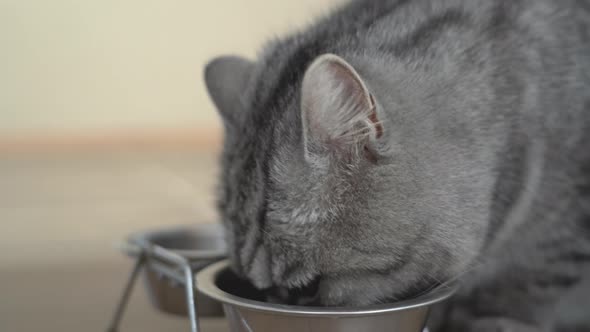 Portrait of a gray cat eating dry food