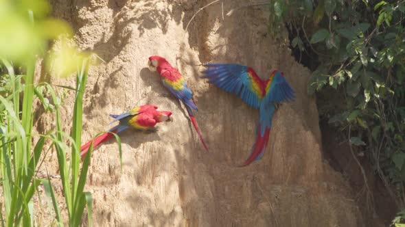Three Scarlett Macaws eat clay on Chuncho Clay Lick, Tambopata National Reserve