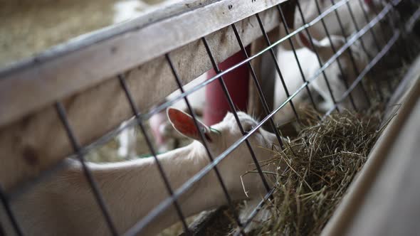 Side View Hungry White Goat Eating Grass in Slow Motion From Feeder