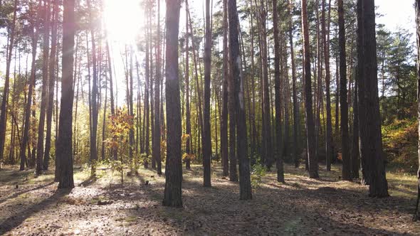 Autumn Forest Landscape with Trees By Day