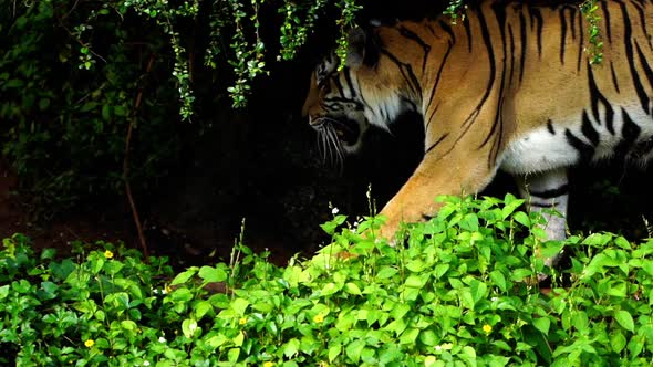 slow-motion of bengal tiger walking in the forest